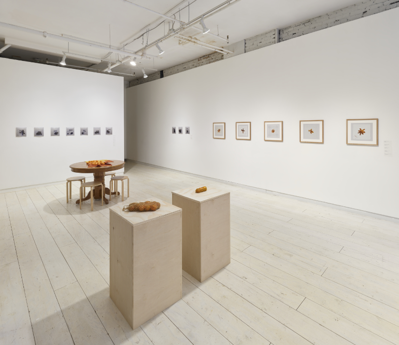 Installation view of the Tangerine Project