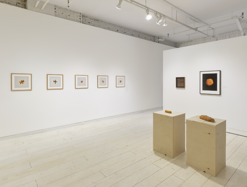 Installation view of the Tangerine Project