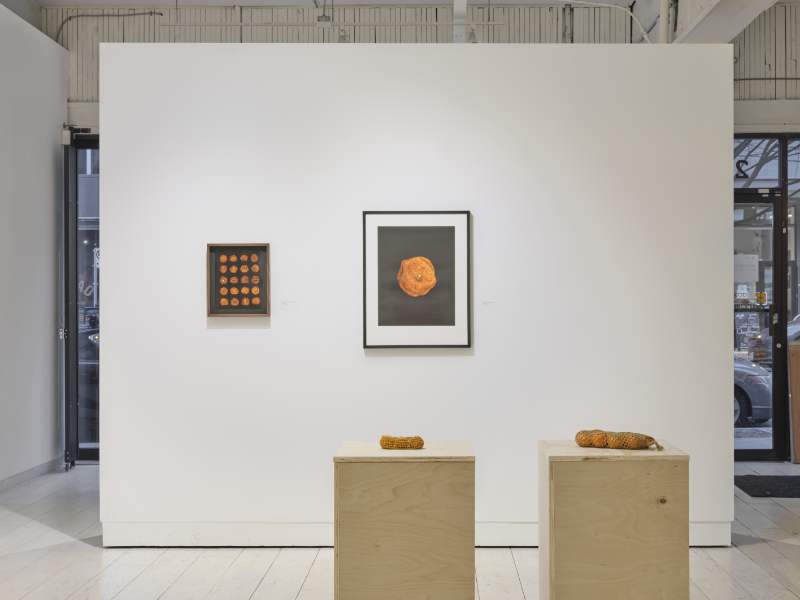 Installation view of the Tangerine Project